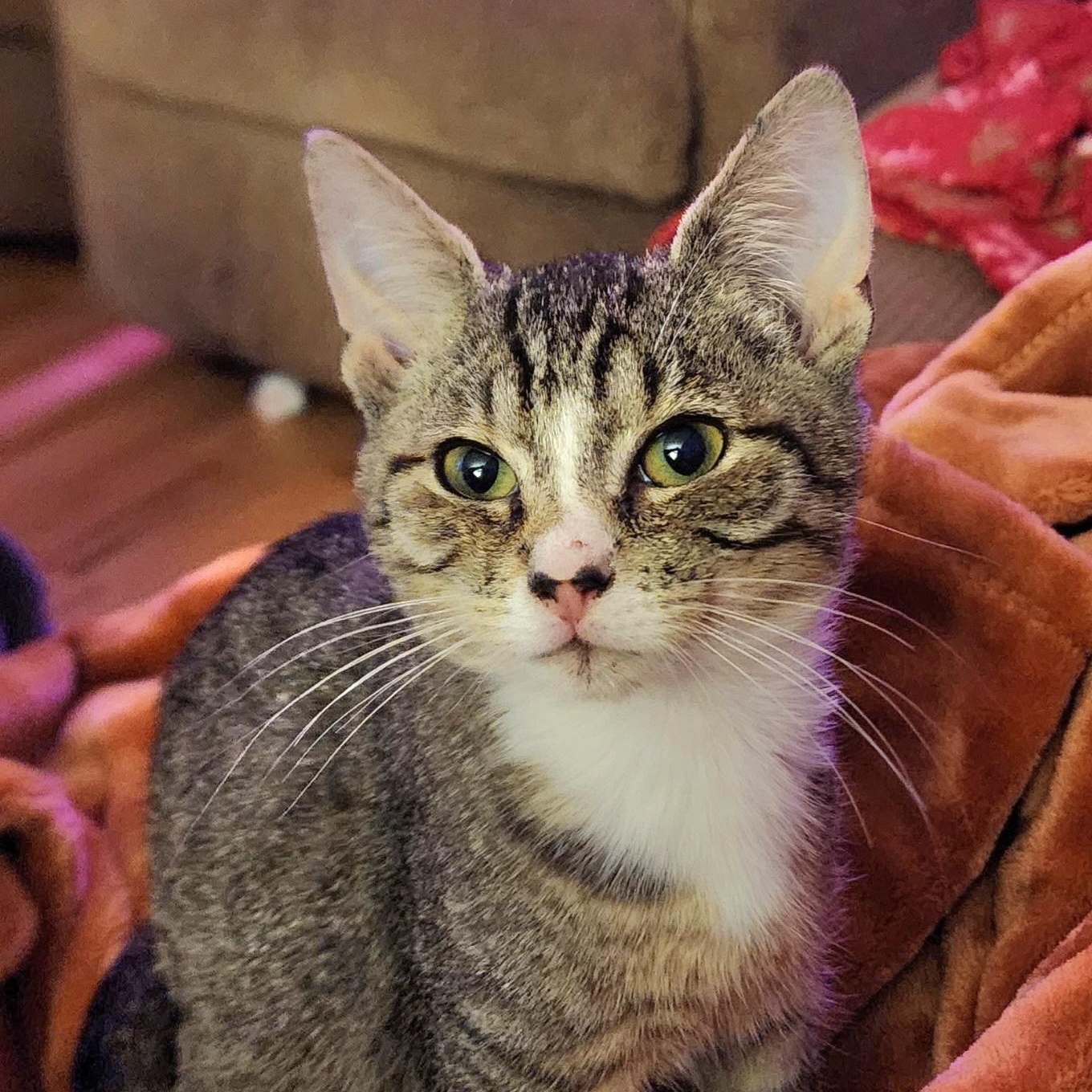 Sprout, an adopted Tabby in Springfield, OR image 3/3