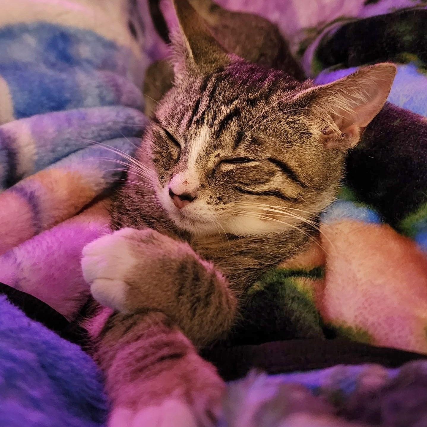 Sprout, an adopted Tabby in Springfield, OR image 1/3