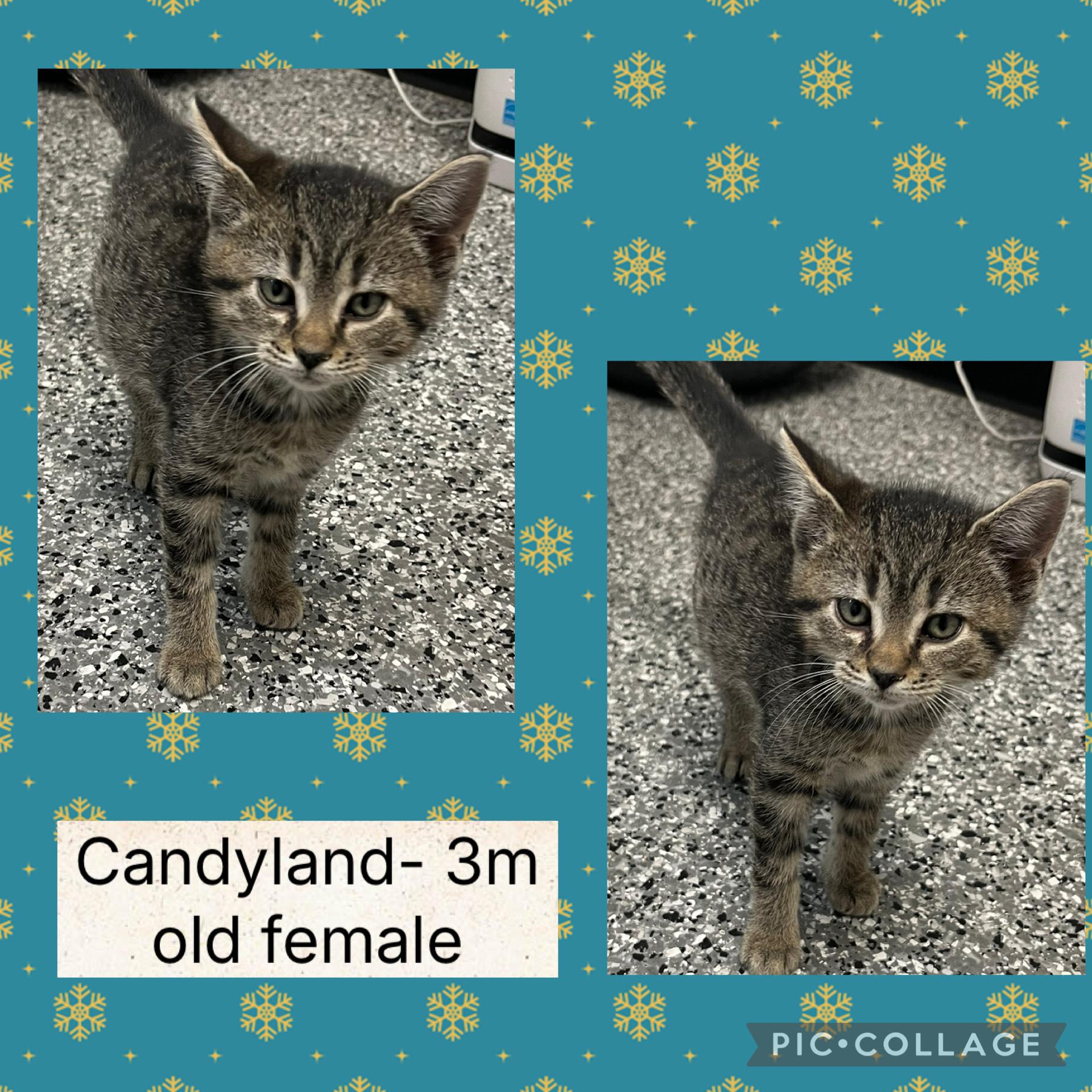 Enlarge Candyland, a ADOPTABLE Domestic Short Hair in Bryan, OH image 1/1