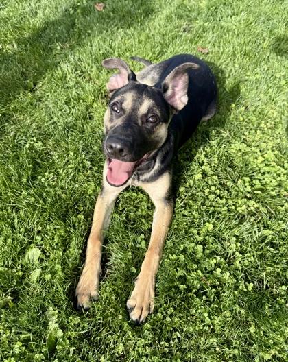 Enlarge Shep, a ADOPTABLE mixed breed in Roseburg, OR image 1/1
