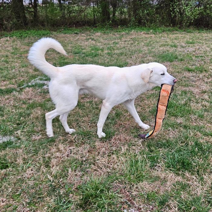 Sugar-Cane #6737, a Adoptable mixed breed in Louisville, KY image 1/6