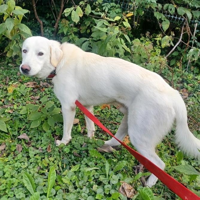 Sugar-Cane #6737, Adoptable, Young Male Labrador Retriever & Great Pyrenees.