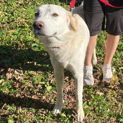 Enlarge Sugar-Cane #6737, a Adoptable mixed breed in Louisville, KY image 2/6