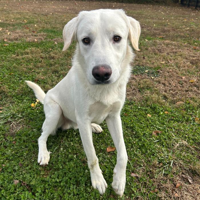 Sugar-Cane #6737, Adoptable, Young Male Labrador Retriever & Great Pyrenees.