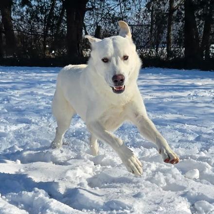 Enlarge Sugar-Cane #6737, a Adoptable mixed breed in Louisville, KY image 3/6