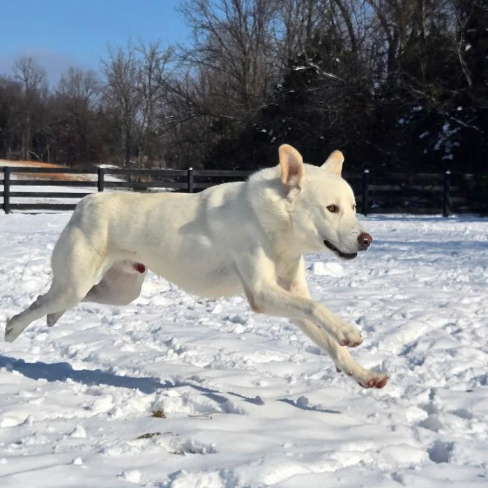 Enlarge Sugar-Cane #6737, a Adoptable mixed breed in Louisville, KY image 4/6