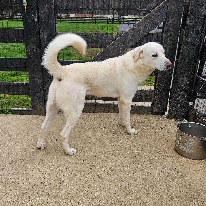 Sugar-Cane #6737, a Adoptable mixed breed in Louisville, KY image 4/6