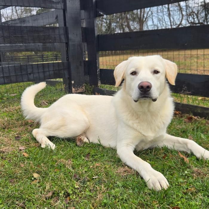 Enlarge Sugar-Cane #6737, a Adoptable mixed breed in Louisville, KY image 5/6