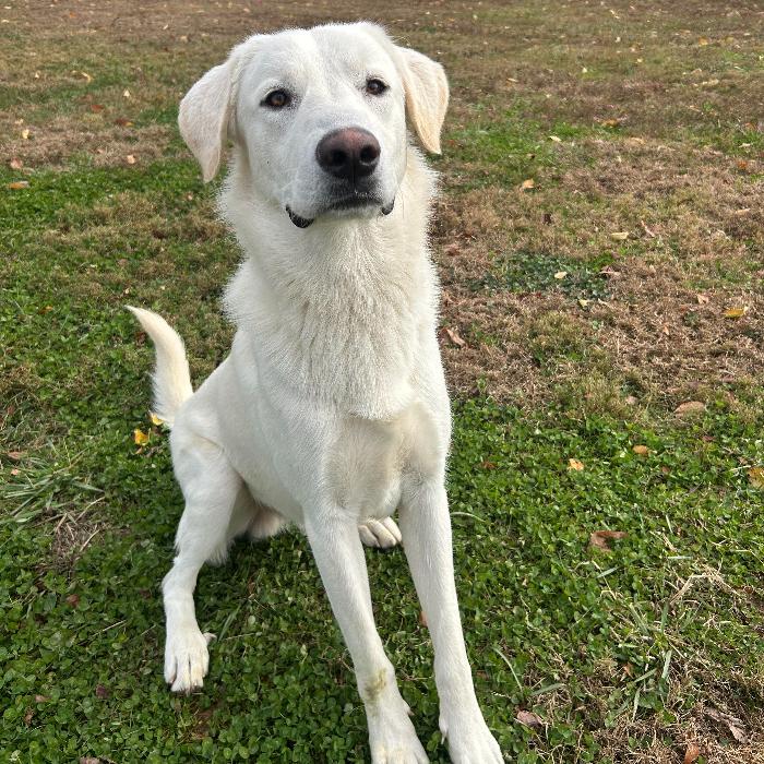 Enlarge Sugar-Cane #6737, a Adoptable mixed breed in Louisville, KY image 5/6