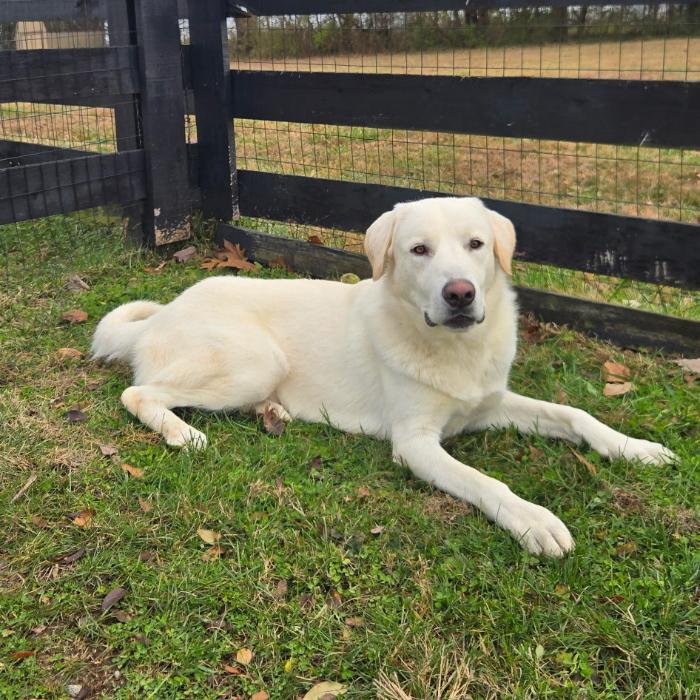 Enlarge Sugar-Cane #6737, a Adoptable mixed breed in Louisville, KY image 6/6