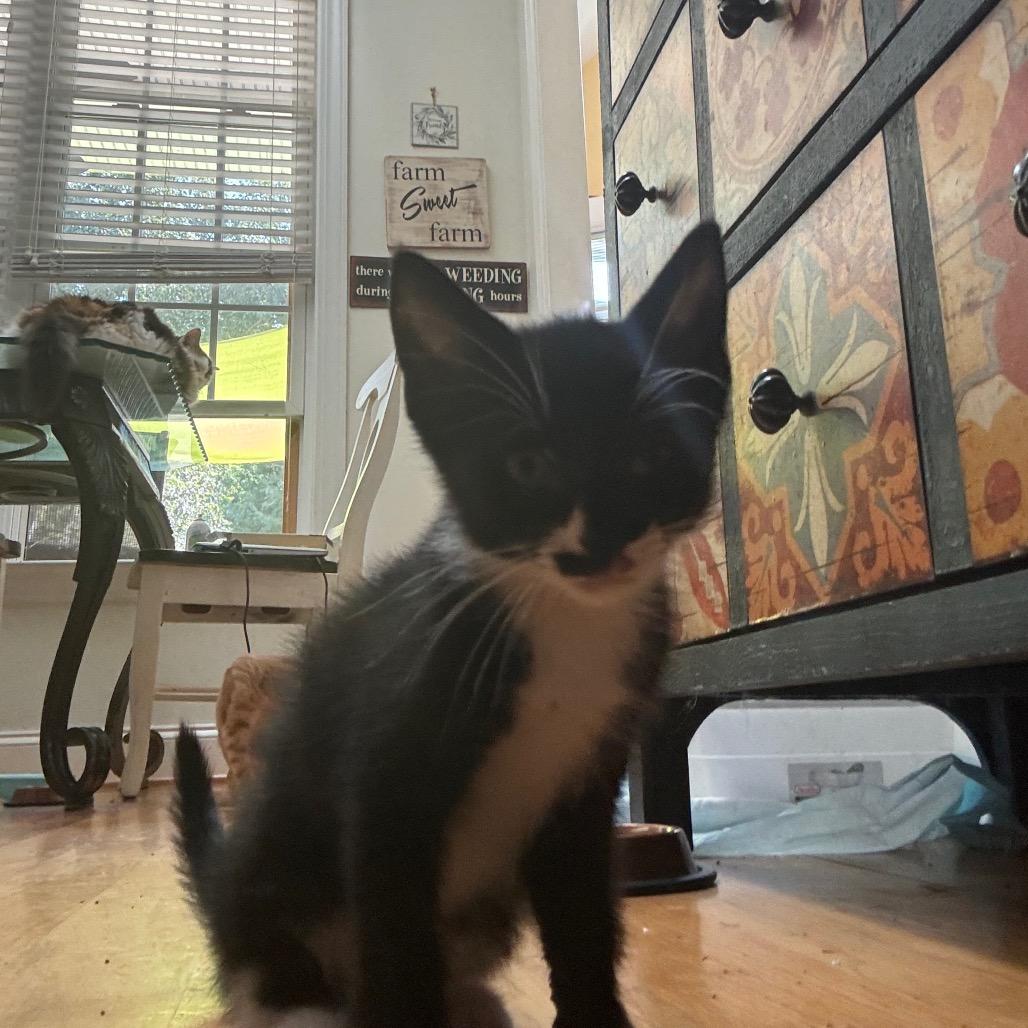441 pickles, Adoptable, Kitten Male American Shorthair.