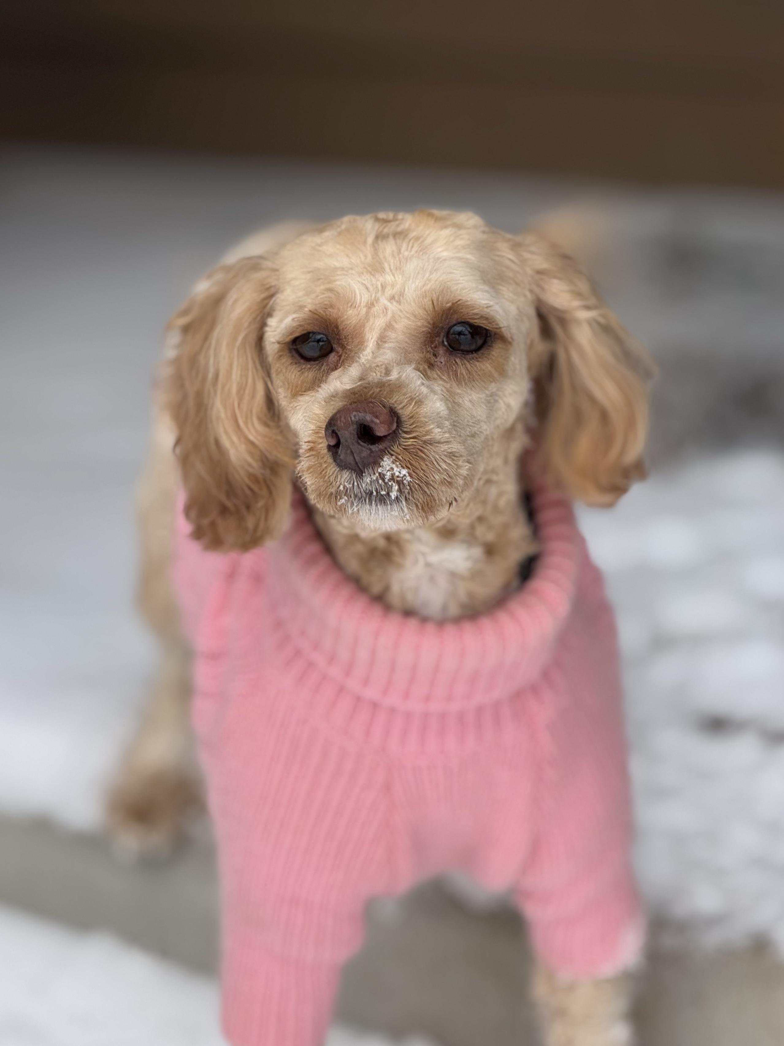 Enlarge Allie, a Adoptable mixed breed in Watertown, WI image 1/6