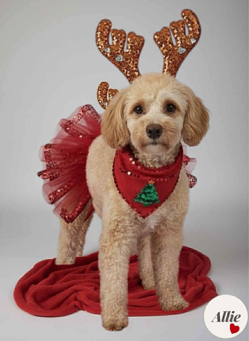 Enlarge Allie, a Adoptable mixed breed in Watertown, WI image 2/6