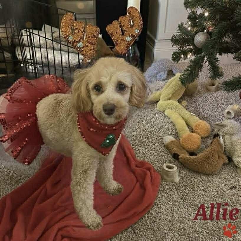 Enlarge Allie, a Adoptable mixed breed in Watertown, WI image 4/6