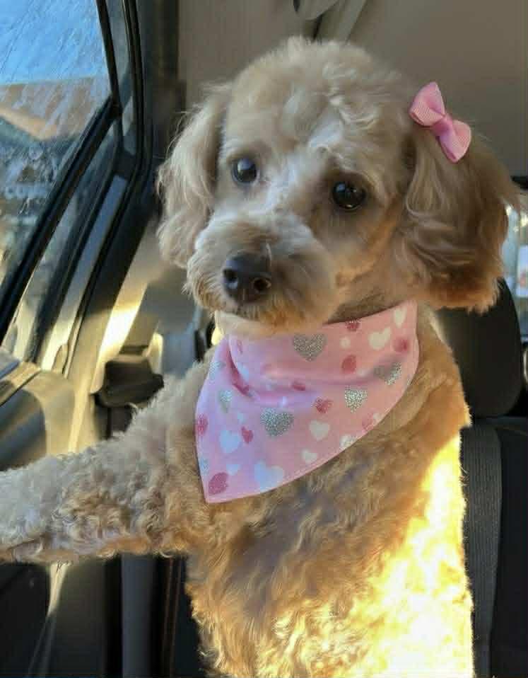 Enlarge Allie, a Adoptable mixed breed in Watertown, WI image 6/6