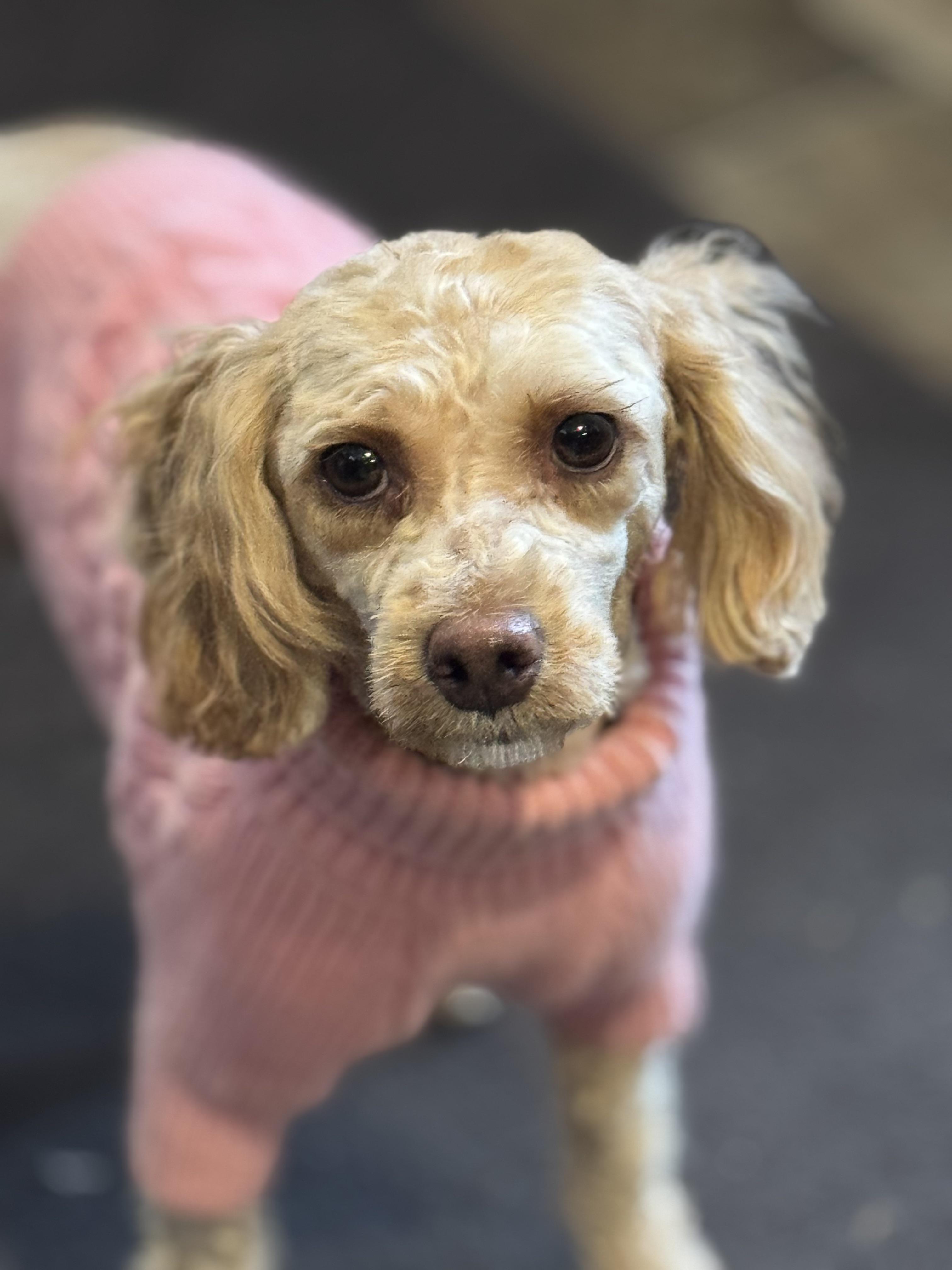 Enlarge Allie, a Adoptable mixed breed in Watertown, WI image 3/6