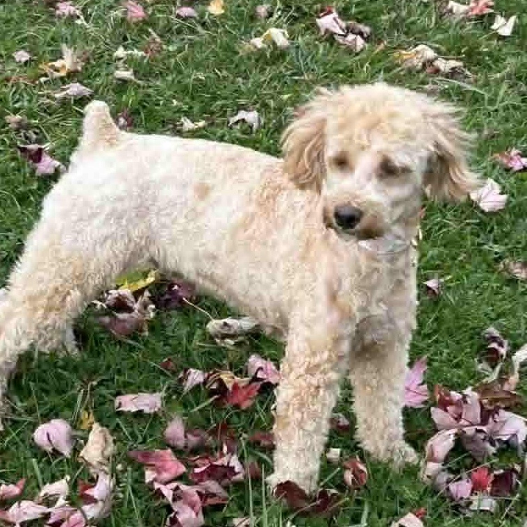 Enlarge Allie, a Adoptable mixed breed in Watertown, WI image 5/6