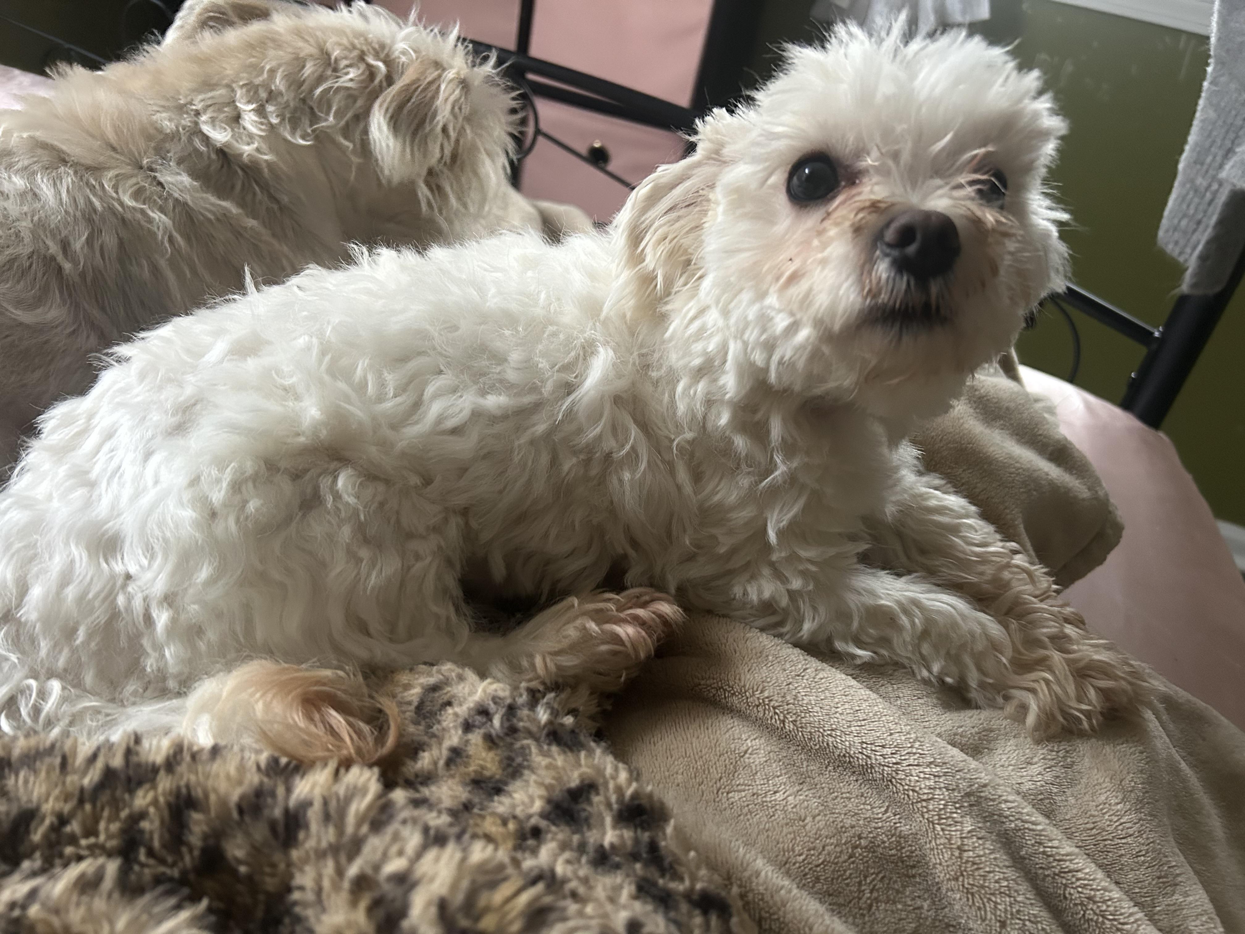 Journey, an adoptable Maltese in Campbellsville, KY image 2/3