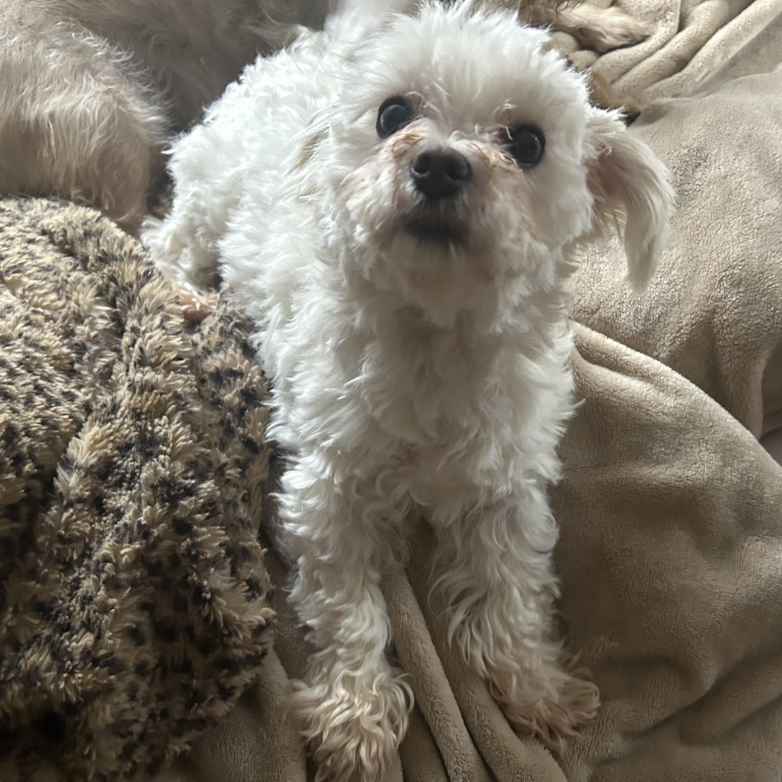 Journey, an adoptable Maltese in Campbellsville, KY image 3/3