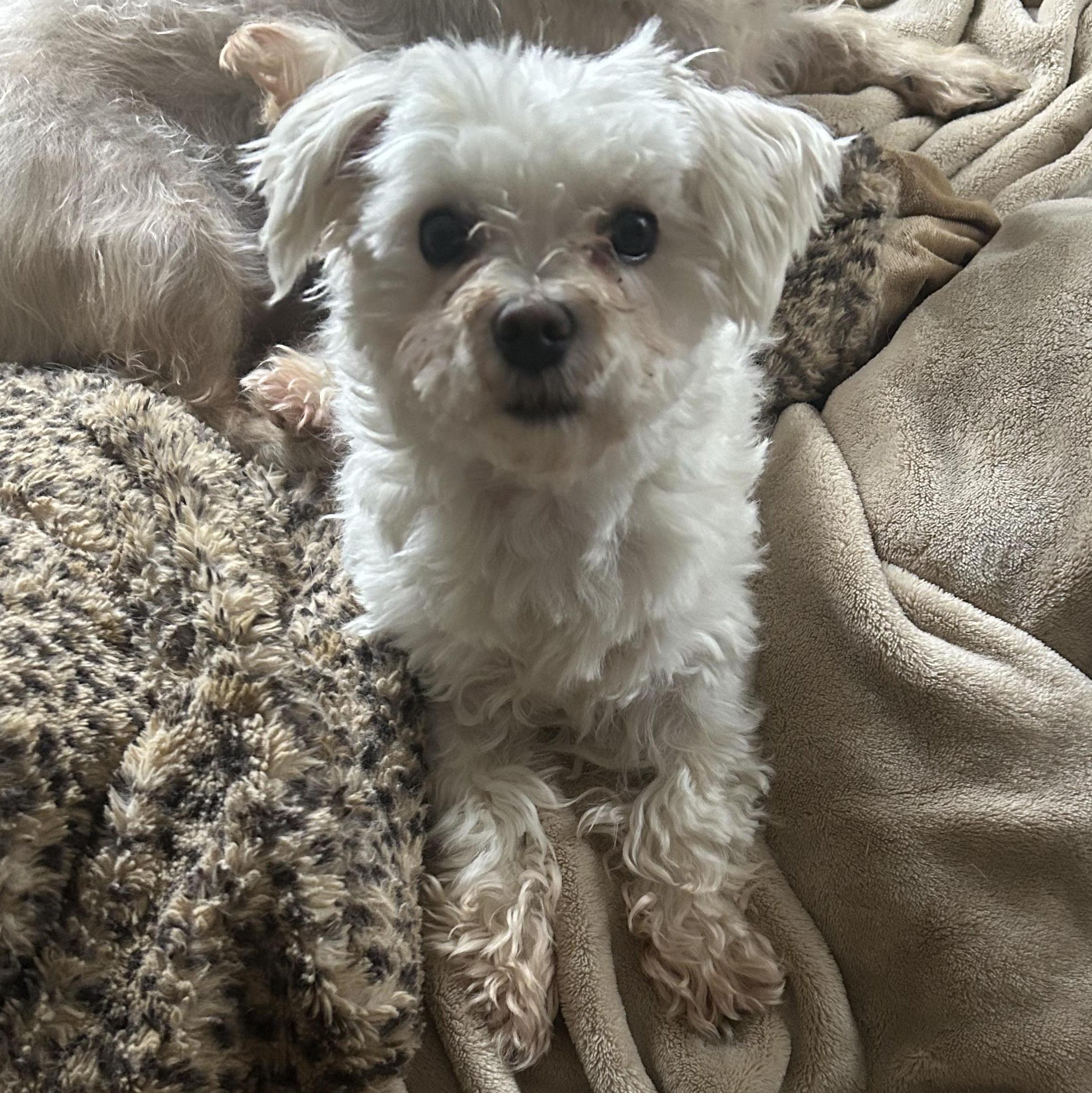 Journey, an adoptable Maltese in Campbellsville, KY image 1/3