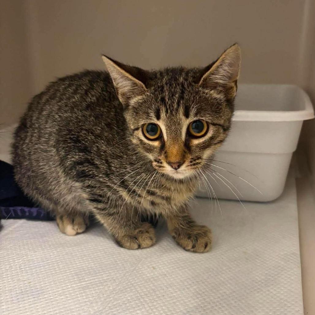 Gidget, Adoptable, Young Male Domestic Short Hair.