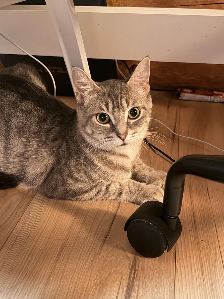 Sahara (26-189 C), Adoptable, Young Female Domestic Short Hair.