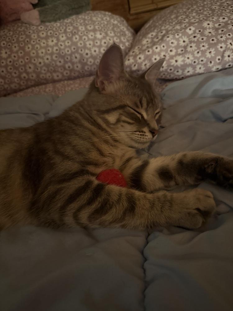 Enlarge Sahara (26-189 C), a Adoptable Domestic Short Hair in Lansing, MI image 2/3