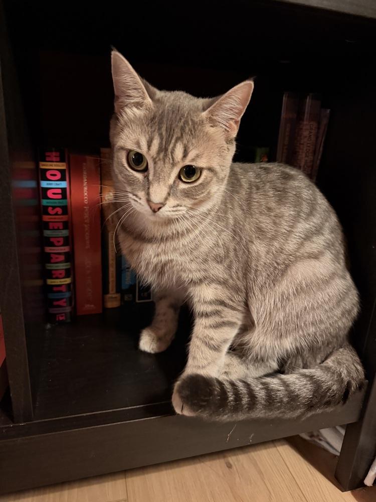 Enlarge Sahara (26-189 C), a Adoptable Domestic Short Hair in Lansing, MI image 3/3