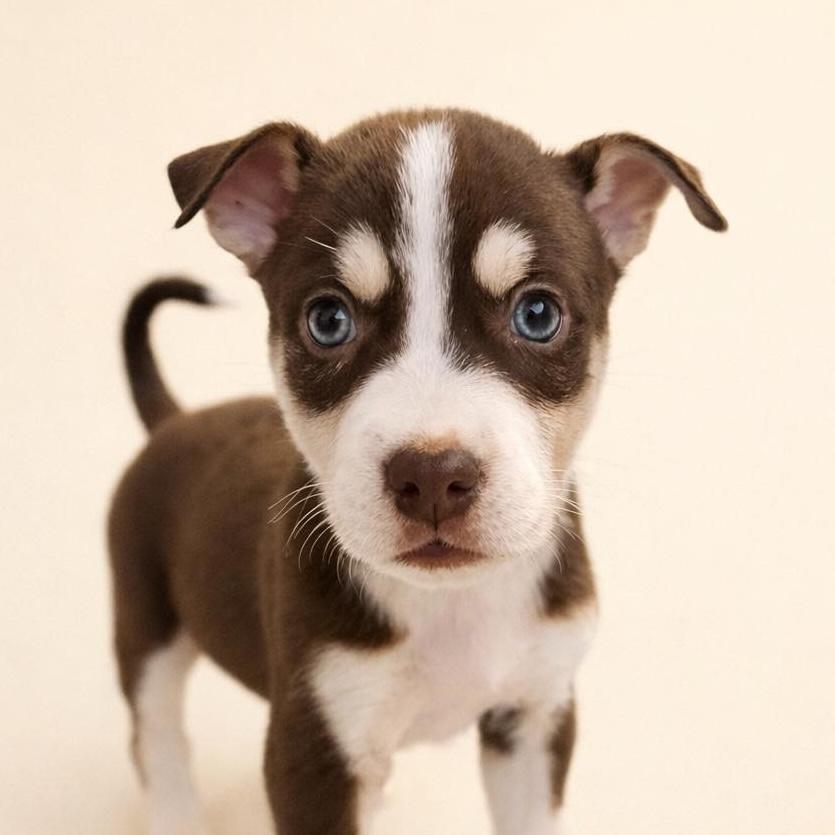 Boone, Adoptable, Puppy Male Pit Bull Terrier & Husky.