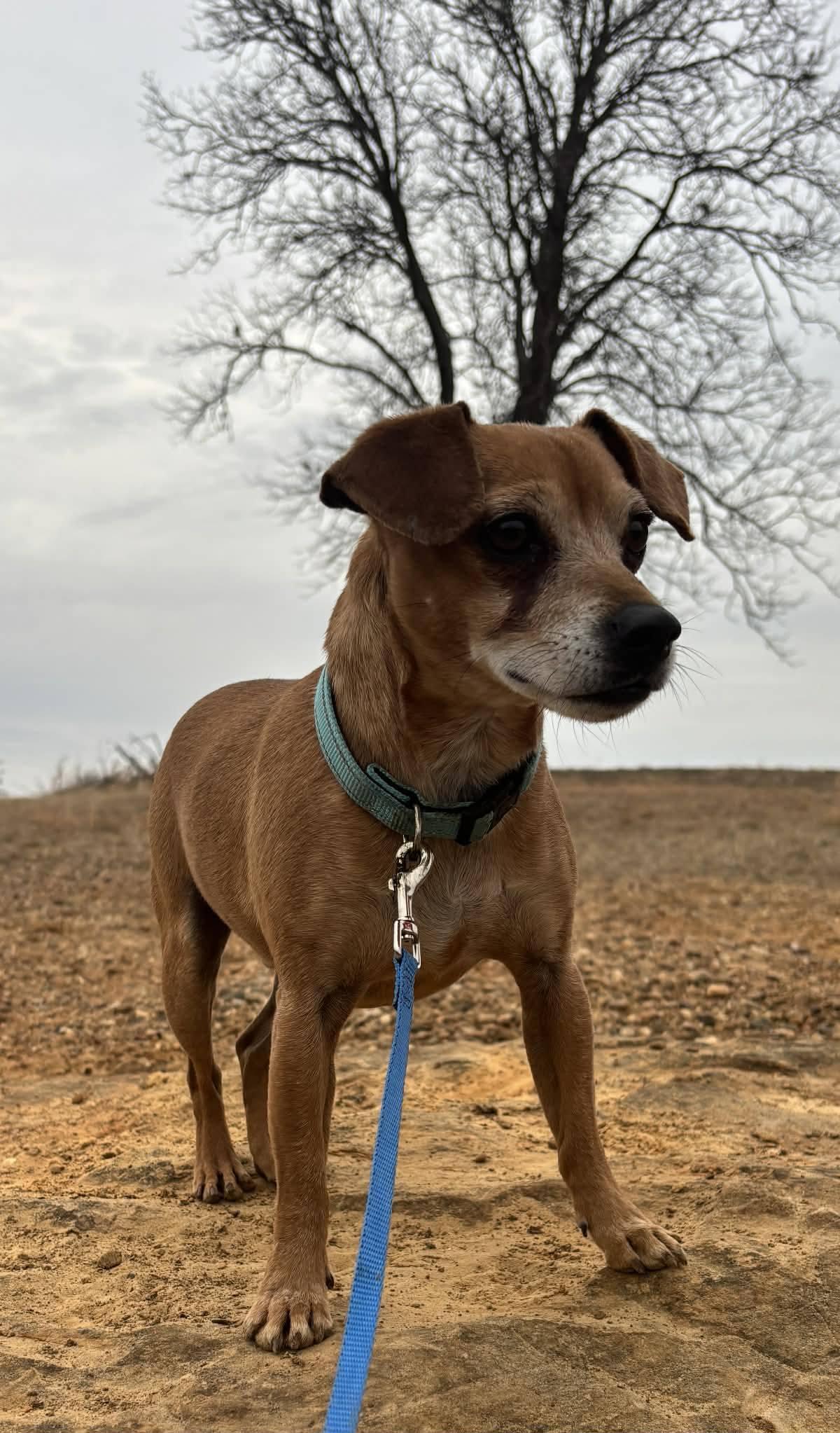 Enlarge Taz, a ADOPTABLE mixed breed in Okemah, OK image 4/6
