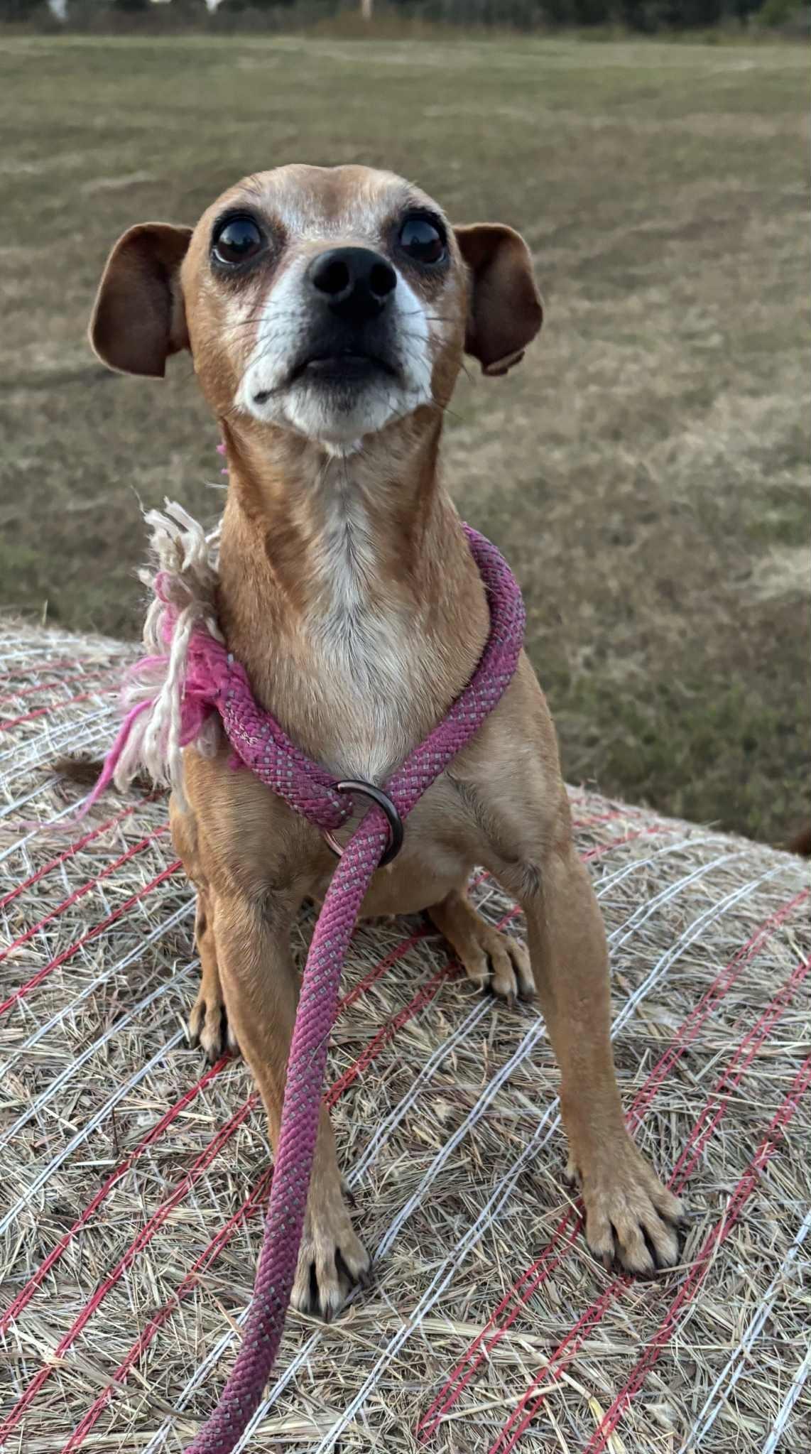 Enlarge Taz, a ADOPTABLE mixed breed in Okemah, OK image 5/6
