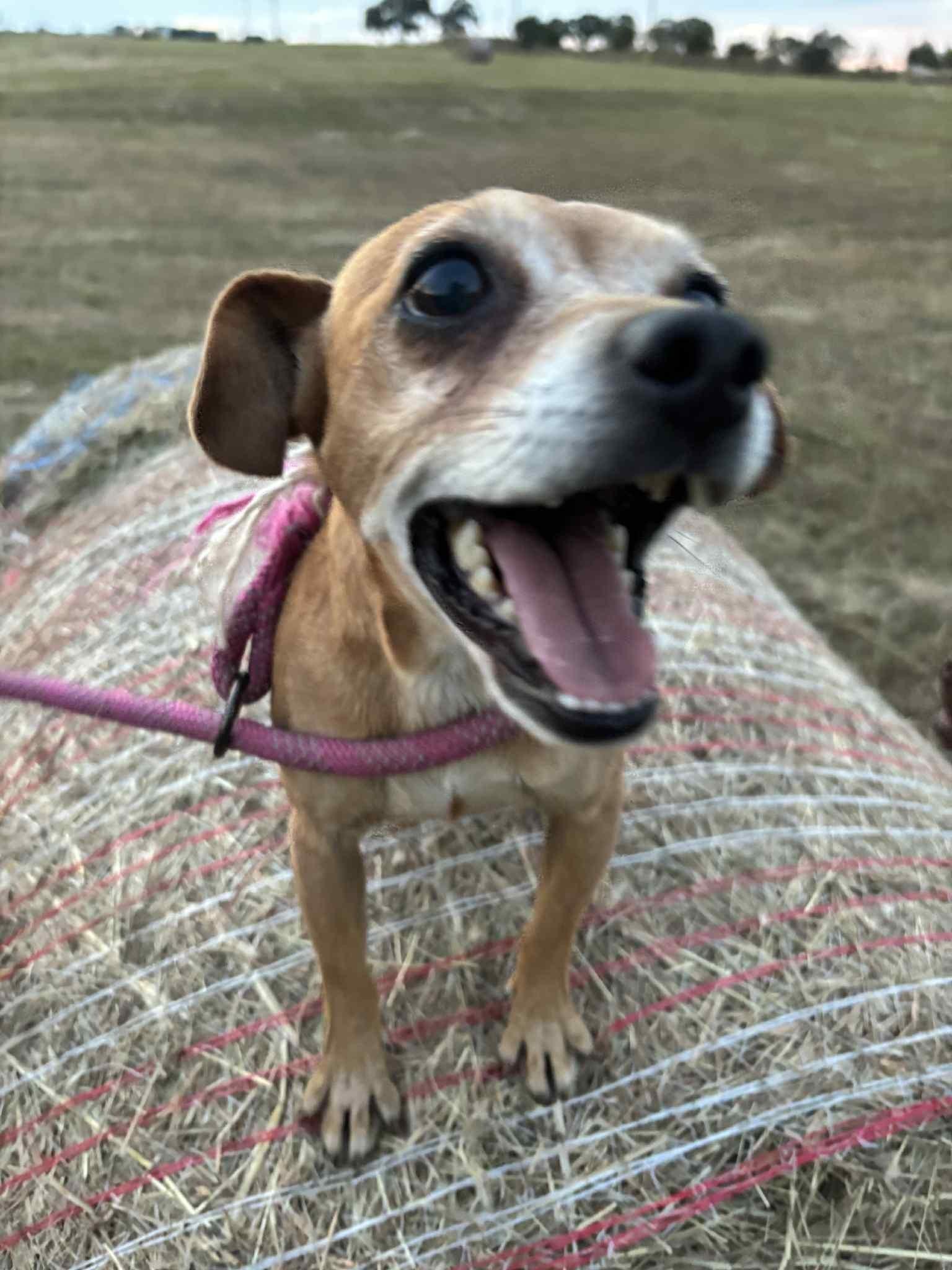 Enlarge Taz, a ADOPTABLE mixed breed in Okemah, OK image 3/6