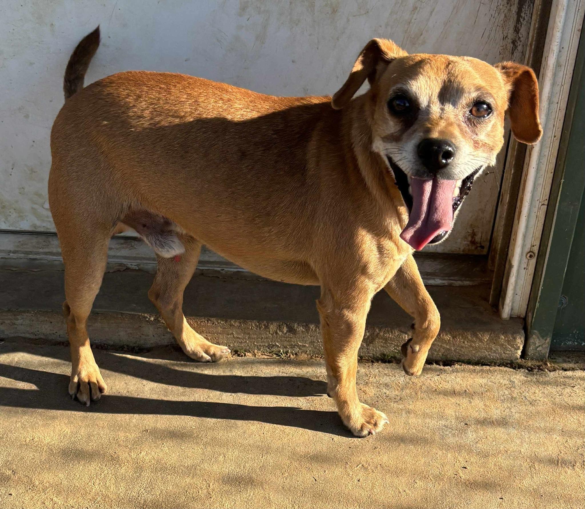 Enlarge Taz, a ADOPTABLE mixed breed in Okemah, OK image 2/6