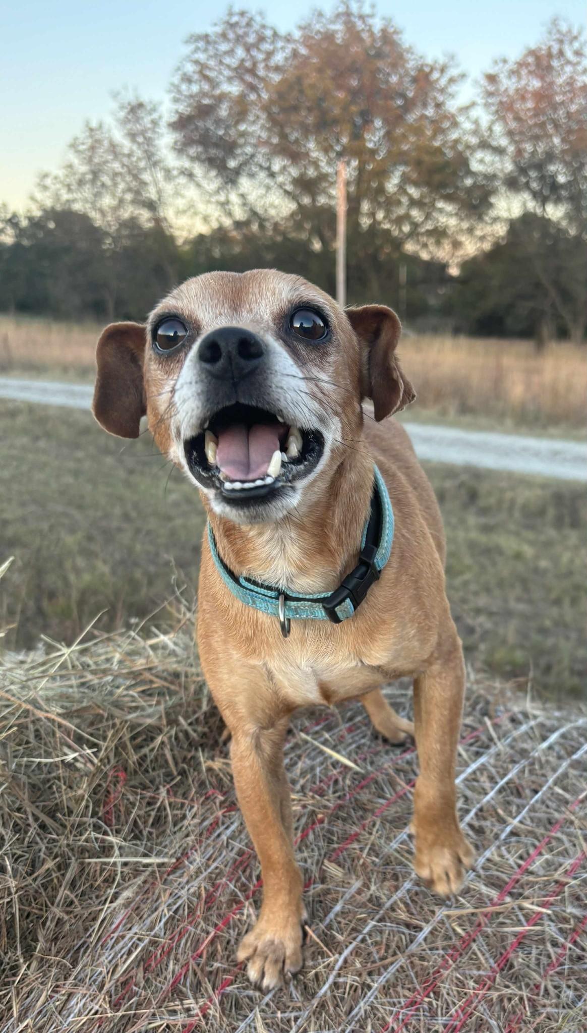 Enlarge Taz, a ADOPTABLE mixed breed in Okemah, OK image 6/6