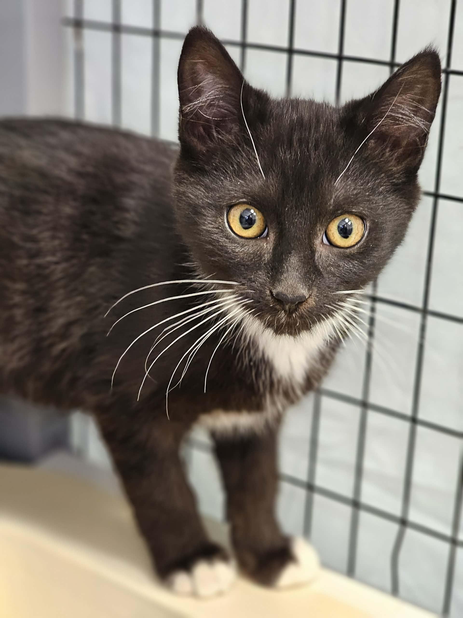 Bryce, ADOPTABLE, Kitten Male Domestic Short Hair.