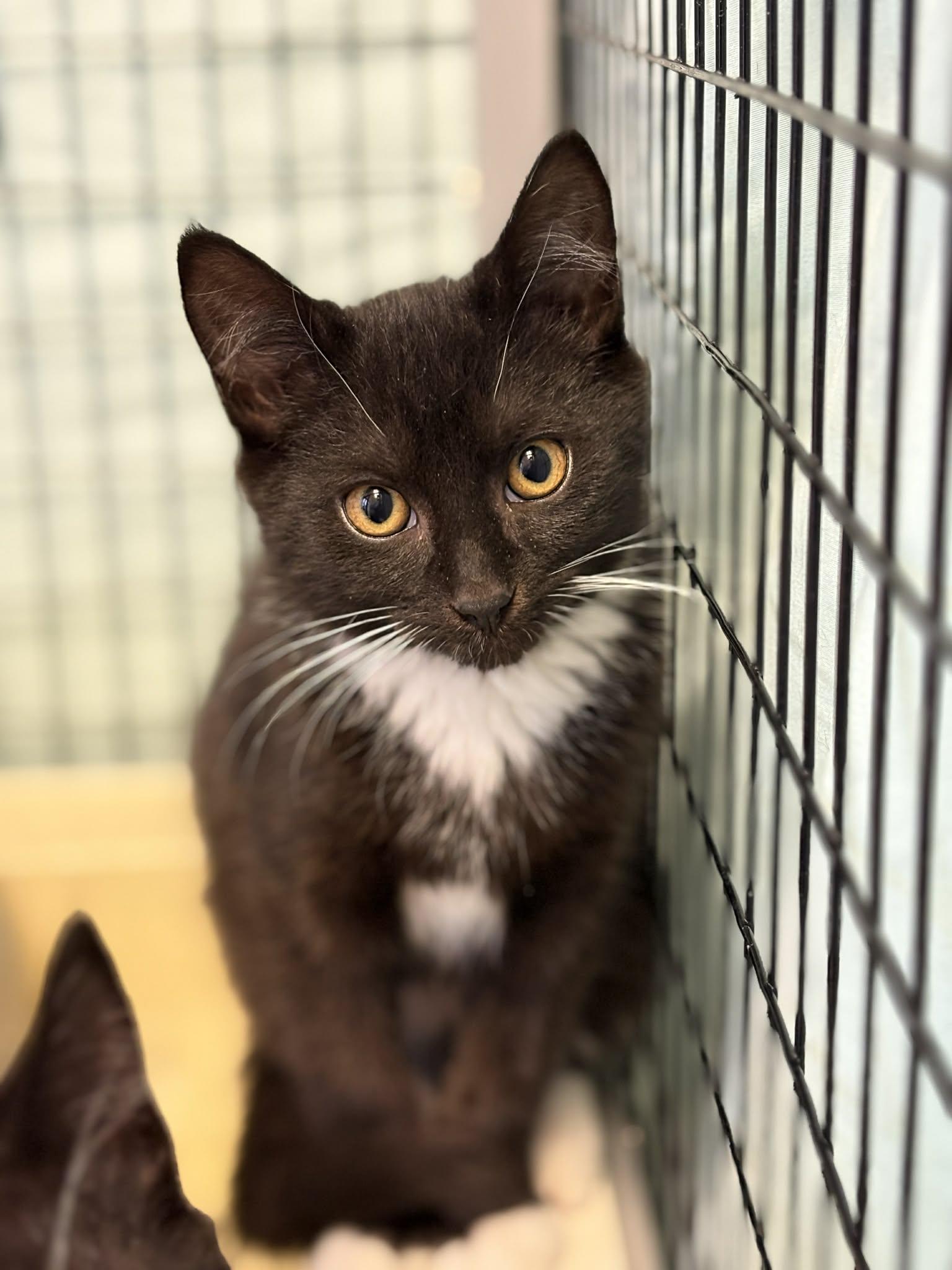 Enlarge Bryce, a ADOPTABLE Domestic Short Hair in Grants Pass, OR image 2/2