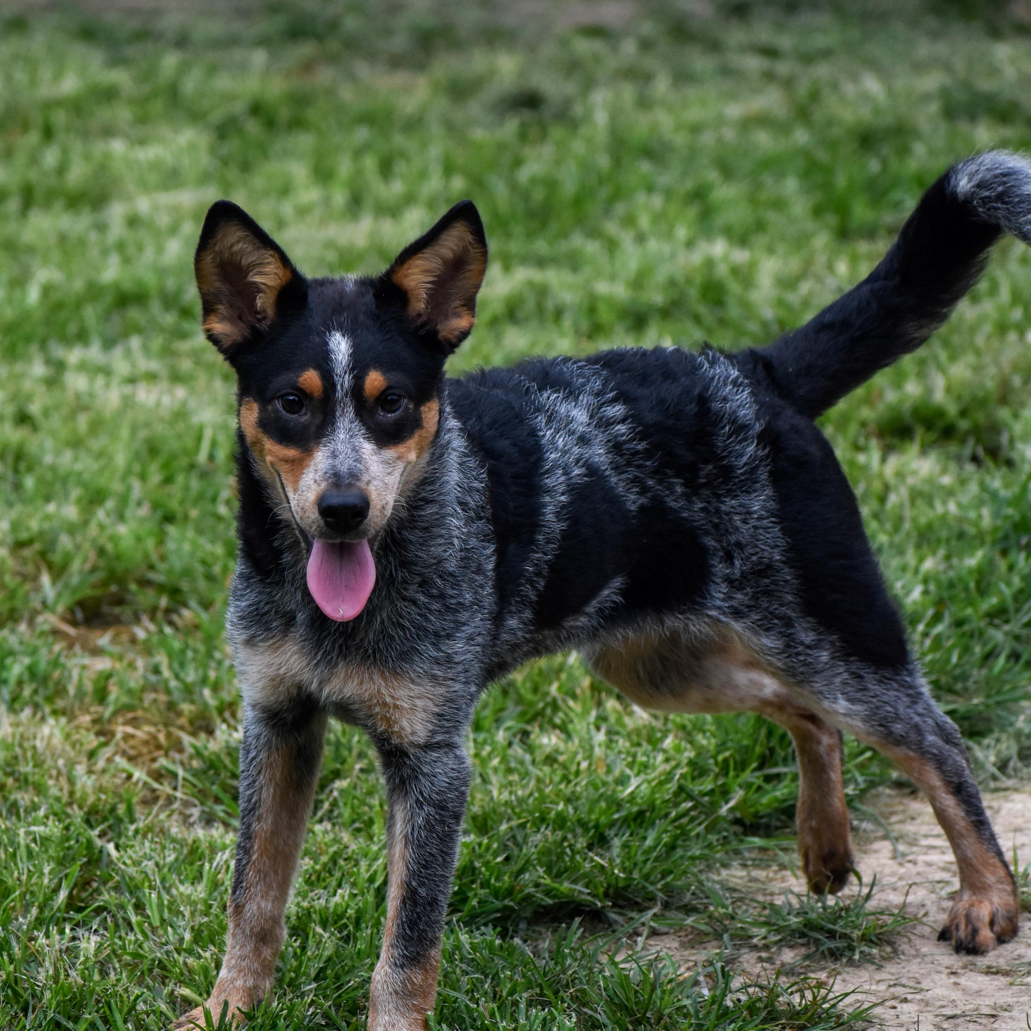 Struts, a ADOPTABLE Australian Cattle Dog / Blue Heeler in Indianapolis, IN image 1/4