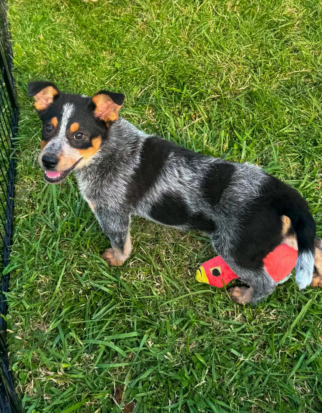 Struts, a ADOPTABLE Australian Cattle Dog / Blue Heeler in Indianapolis, IN image 3/4