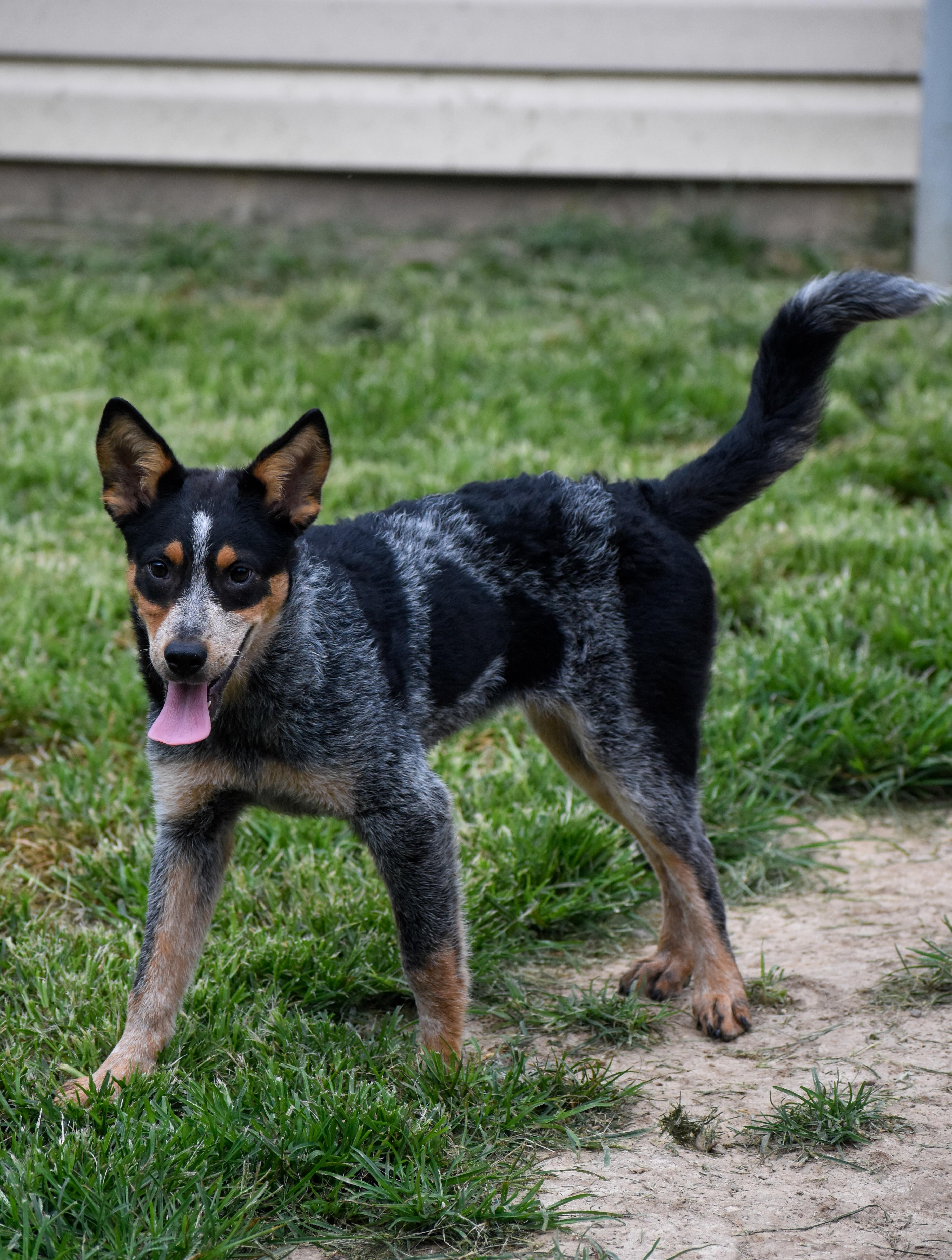 Struts, a ADOPTABLE Australian Cattle Dog / Blue Heeler in Indianapolis, IN image 4/4