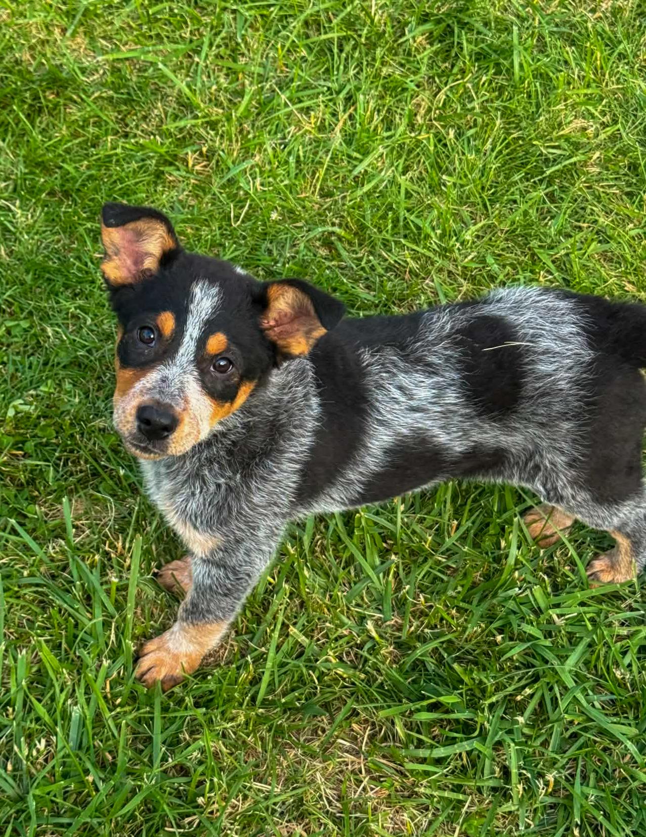 Struts, a ADOPTABLE Australian Cattle Dog / Blue Heeler in Indianapolis, IN image 2/4