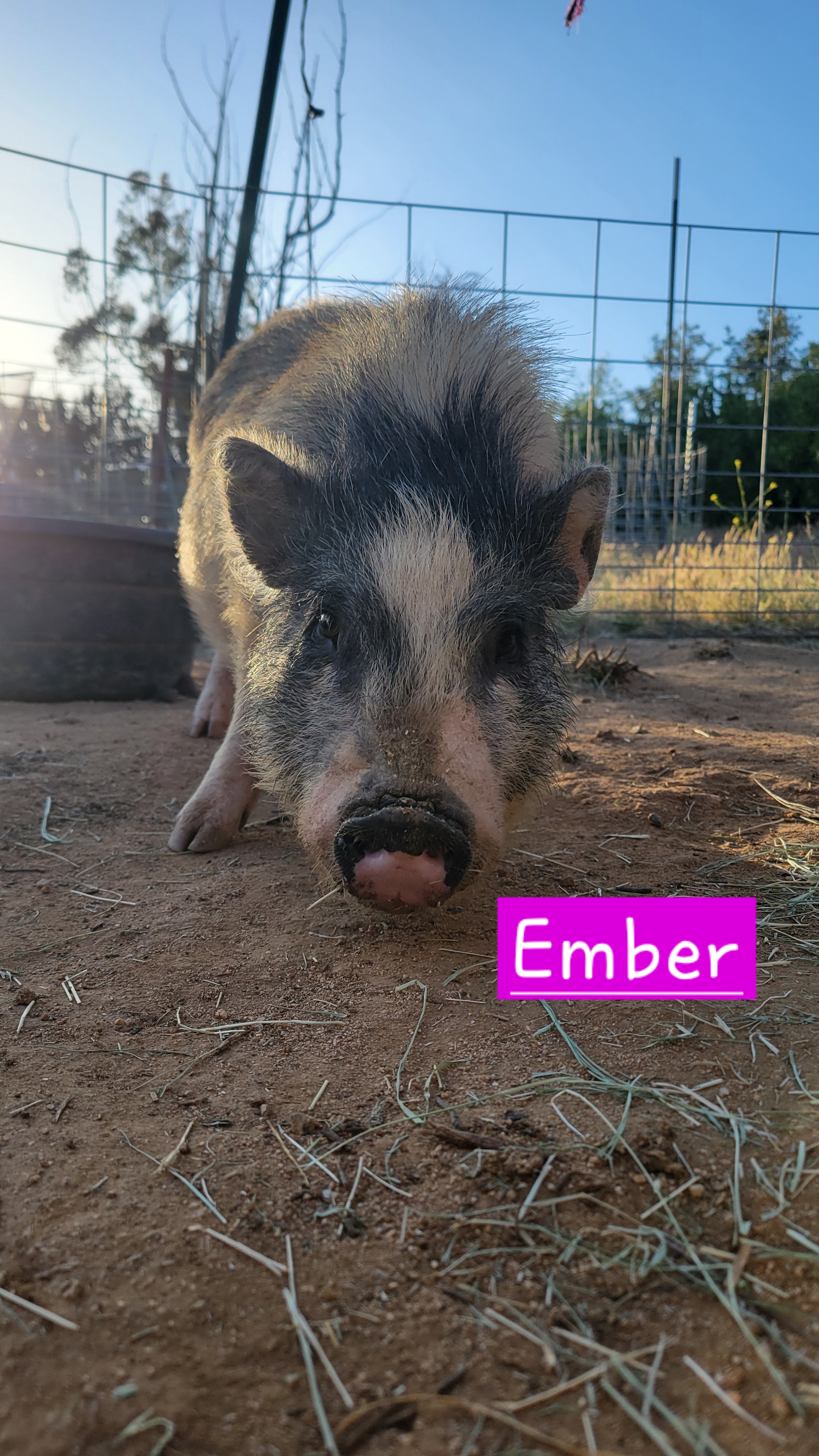 Enlarge Ember, a Adoptable Pot Bellied in Agua Dulce, CA image 1/1