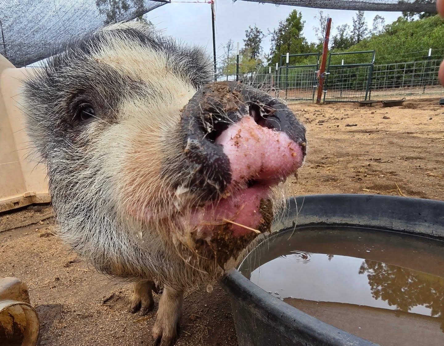 Enlarge Ember, a Adoptable Pot Bellied in Agua Dulce, CA image 1/2