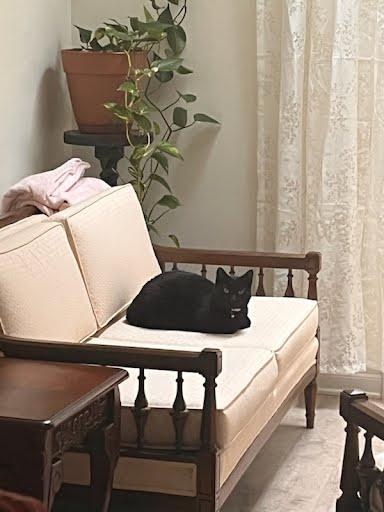 CLEO, adopted, Adult Female American Shorthair.