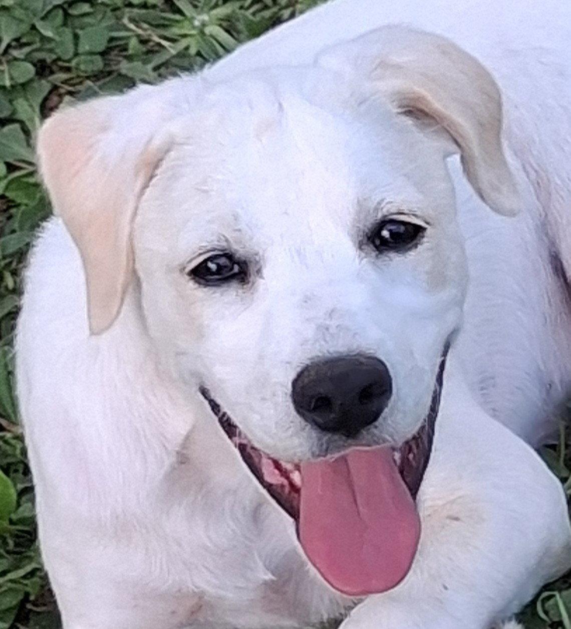 Enlarge Poppy, a Adoptable mixed breed in Cookeville, TN image 1/3