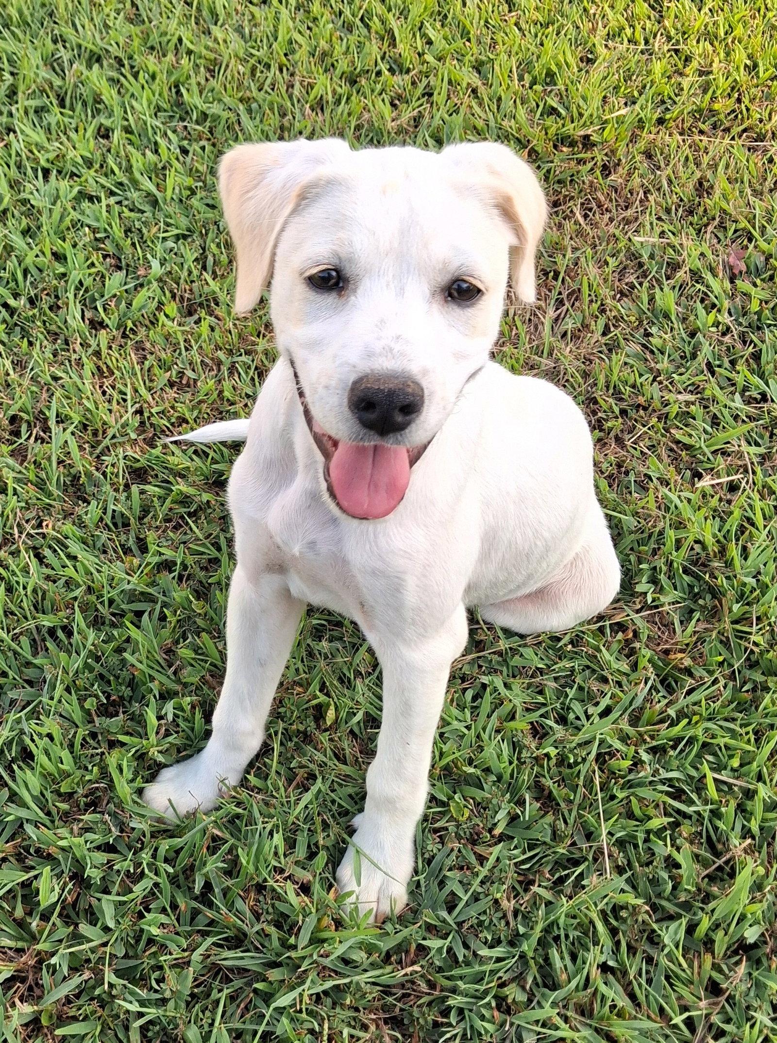 Enlarge Poppy, a Adoptable mixed breed in Cookeville, TN image 2/3