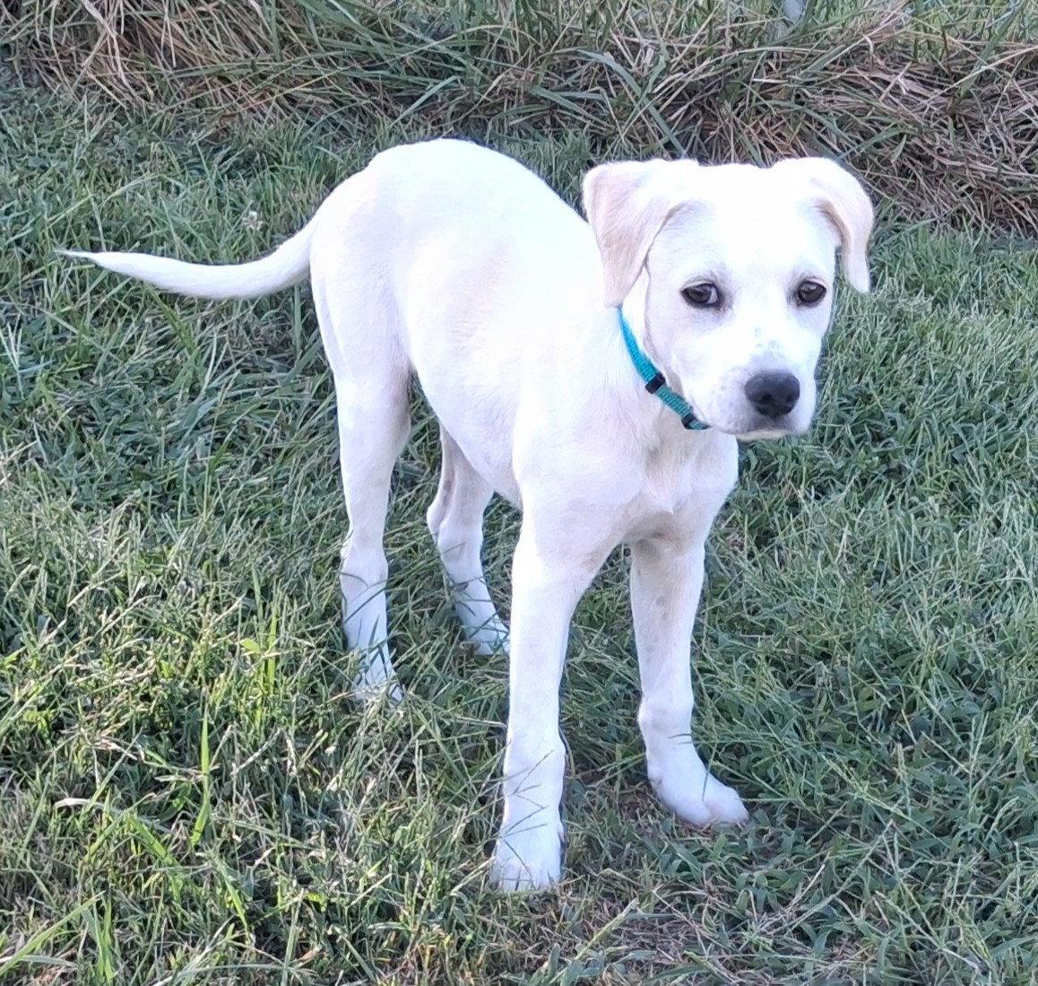 Enlarge Poppy, a Adoptable mixed breed in Cookeville, TN image 3/3