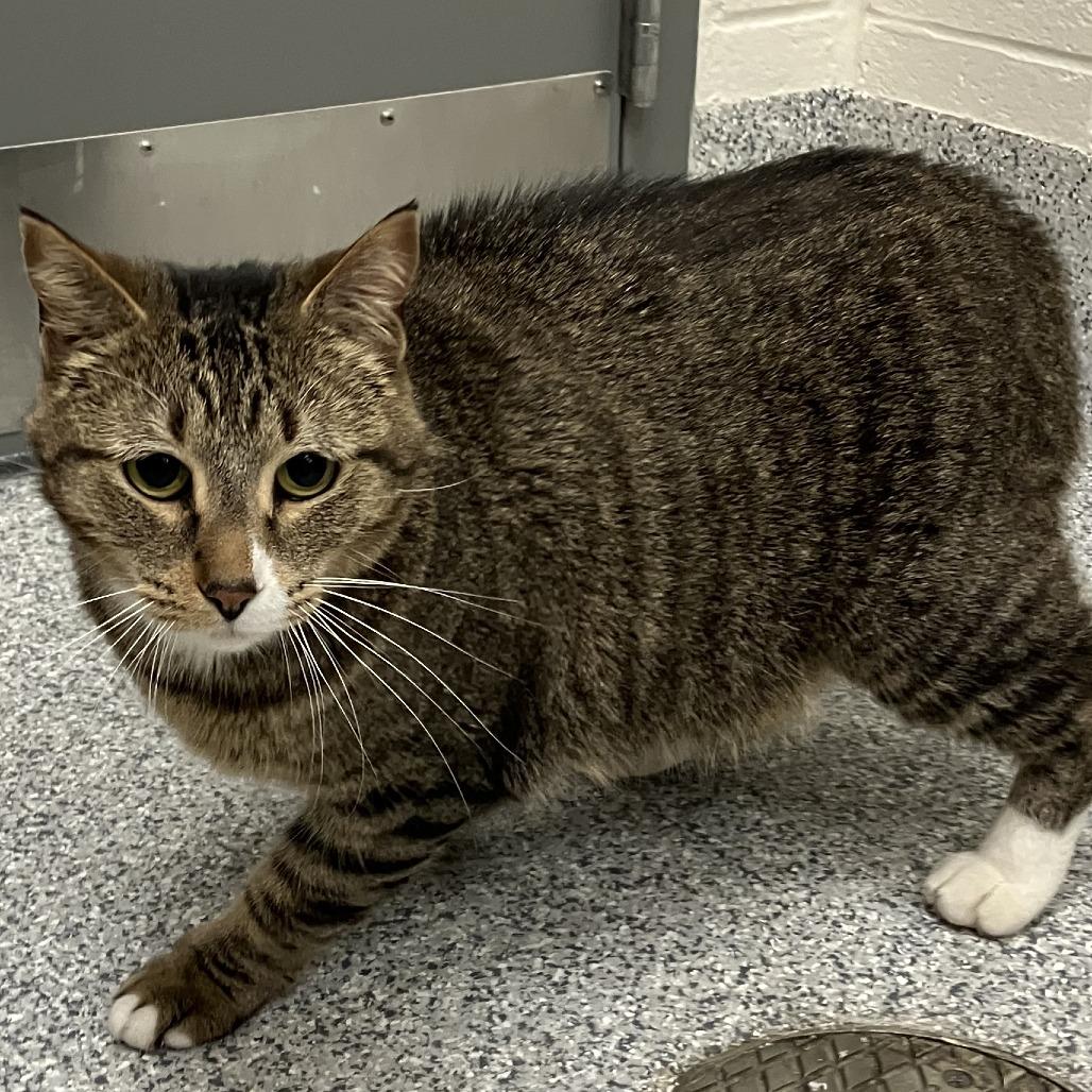 Enlarge Dutchy, a Adoptable Domestic Short Hair in Grand Rapids, MI image 1/1