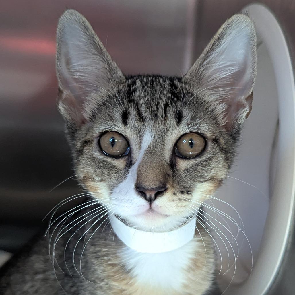 Enlarge Lilith, a Adoptable Domestic Short Hair in Birmingham, AL image 1/2