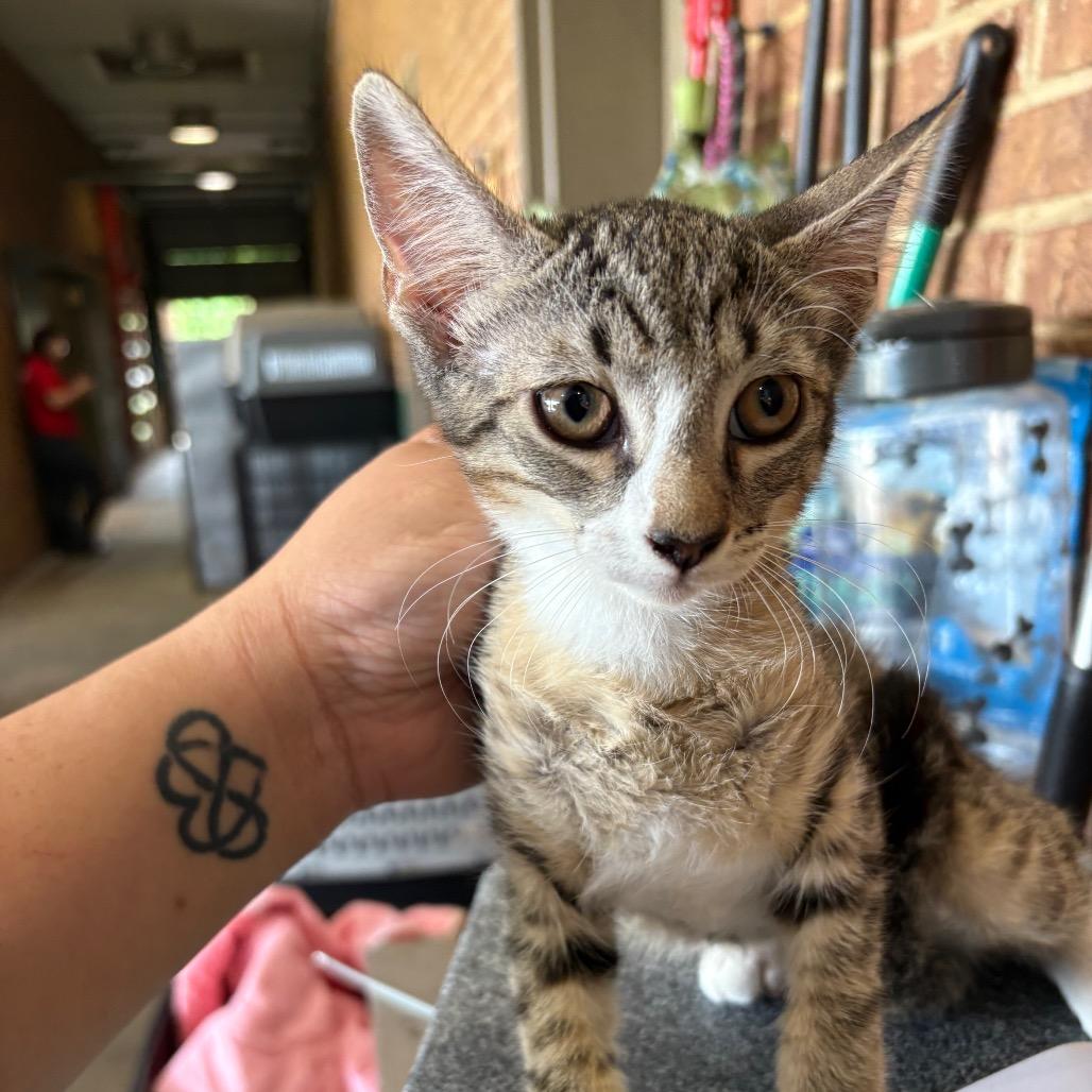 Enlarge Lilith, a Adoptable Domestic Short Hair in Birmingham, AL image 2/2