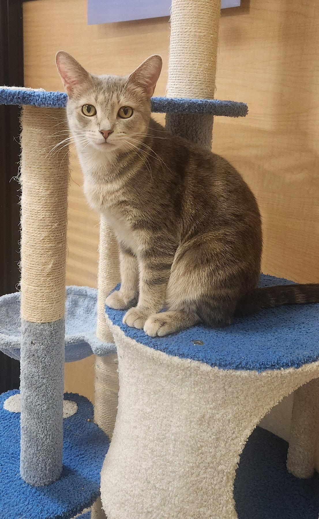 Enlarge Marge, a Adoptable Domestic Short Hair in Wheaton, IL image 1/3
